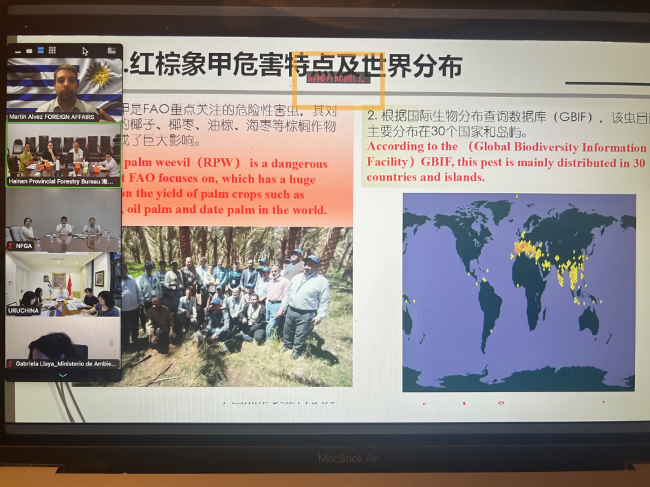 Pantalla zoom reunión por Picudo Rojo con China Autoridades uruguayas junto a expertos de la Chinese Academy