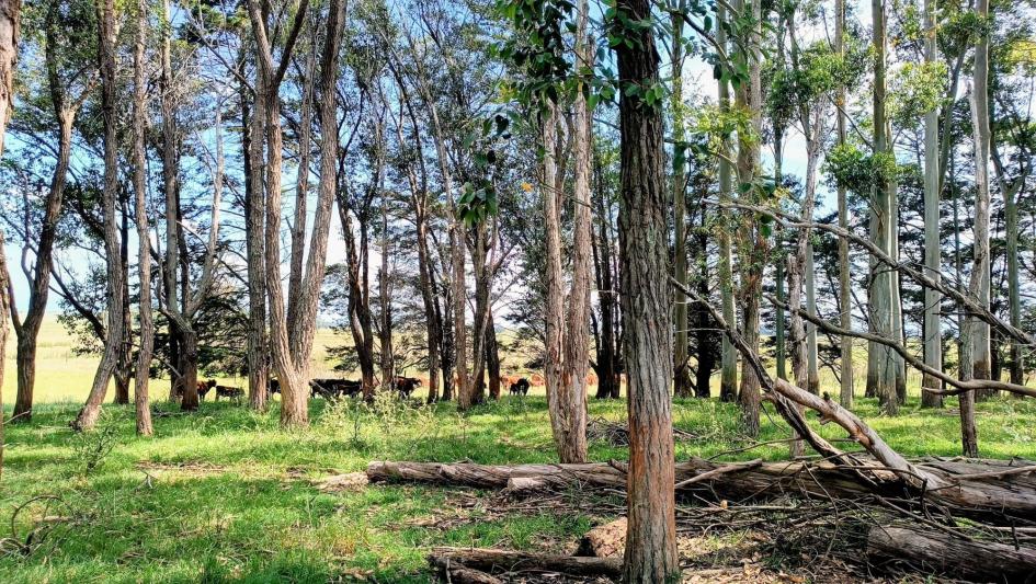 Bosque y ganado Bosque y ganado