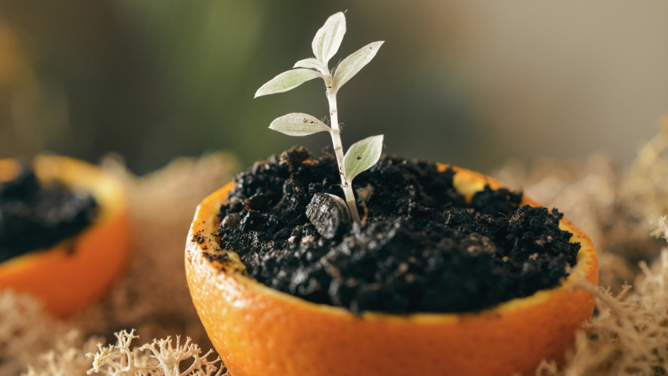 Brote plantado en cascara de naranja 