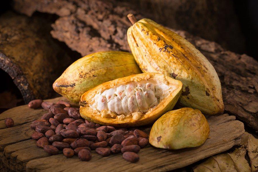 Cacao Cacao