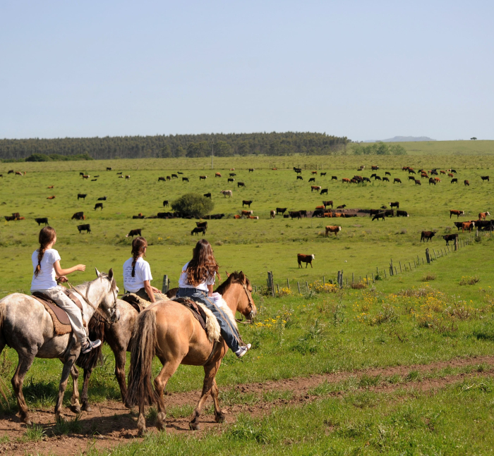 imagen del campo uruguayo
