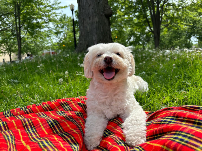 Mascota