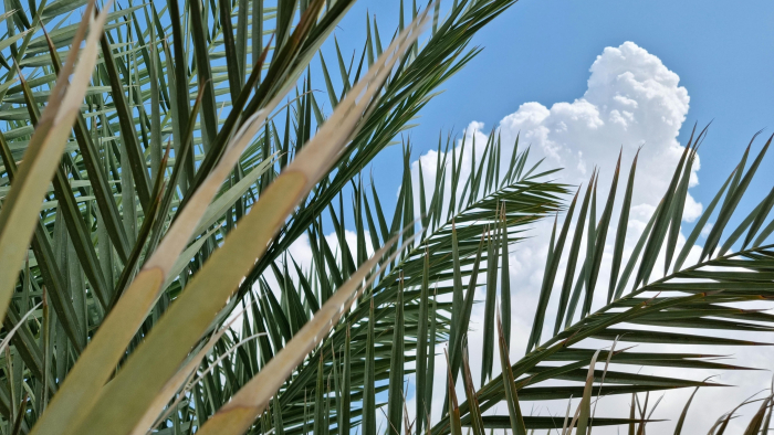 Palmera, imagen ilustrativa. Palmera, imagen ilustrativa. Foto de Khalid Alsheryani.