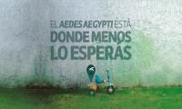 El Aedes Aegypti está donde menos lo esperás El Aedes Aegypti está donde menos lo esperás