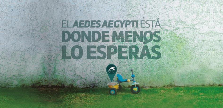El Aedes Aegypti está donde menos lo esperás El Aedes Aegypti está donde menos lo esperás