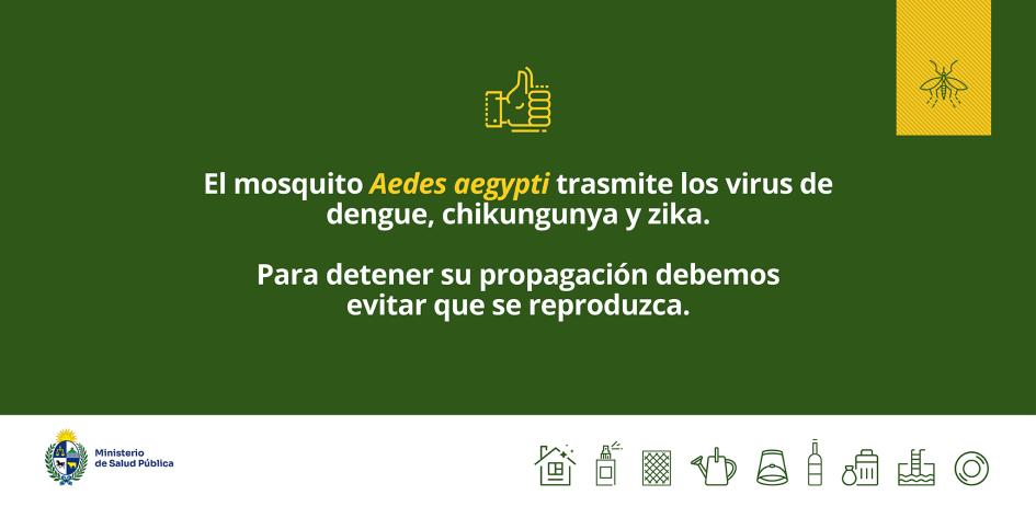 Para detener la propagación del dengue debemos evitar que se reproduzca el mosquito Aedes aegypti.