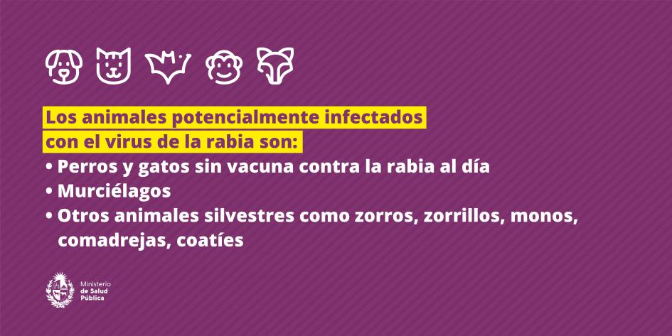 Los animales potencialmente infectados con el virus de la rabia son: perros, gatos, murciélagos