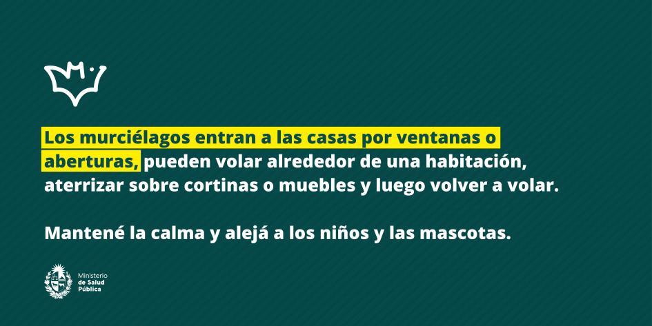 Cómo actuar si murciélago entra a tu casa: Mantené la calma y alejá a los niños y las mascotas. 