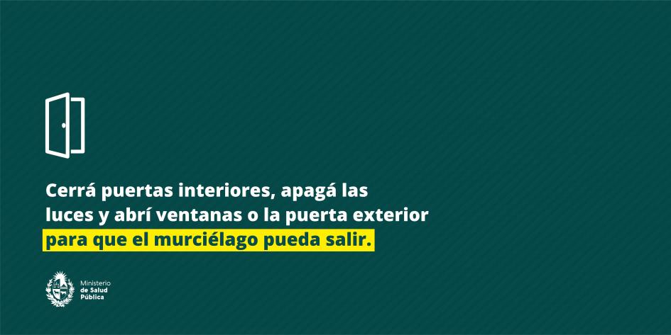 Cerrá puertas interiores, apagá las luces y abrí ventanas o la puerta exterior para que pueda salir