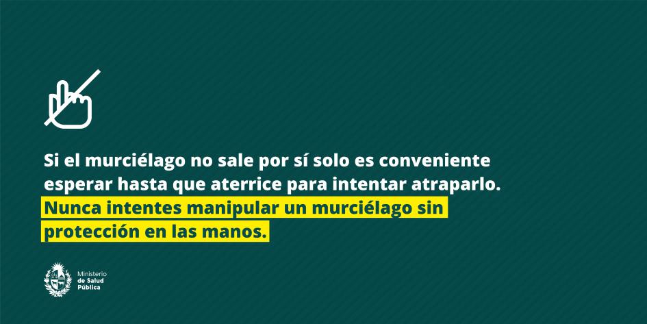 Nunca intentes manipular un murciélago sin protección en las manos. 