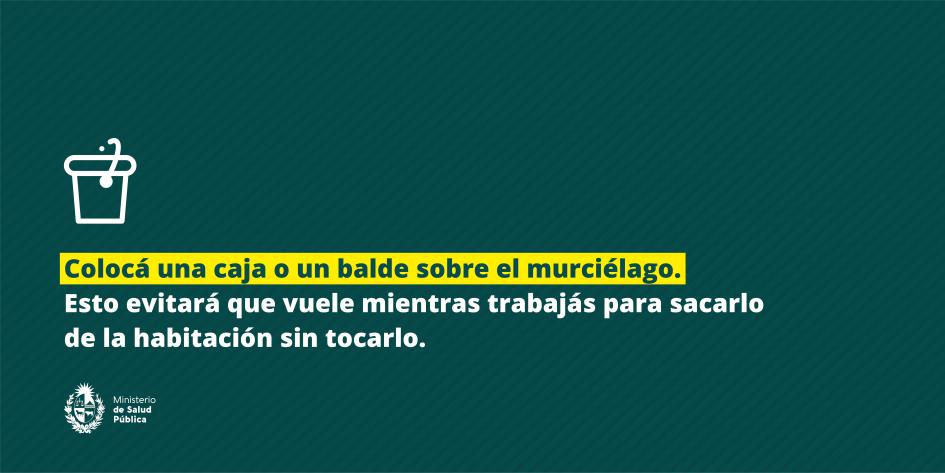 Cuando aterrice colocá una caja o un balde sobre el murciélago.