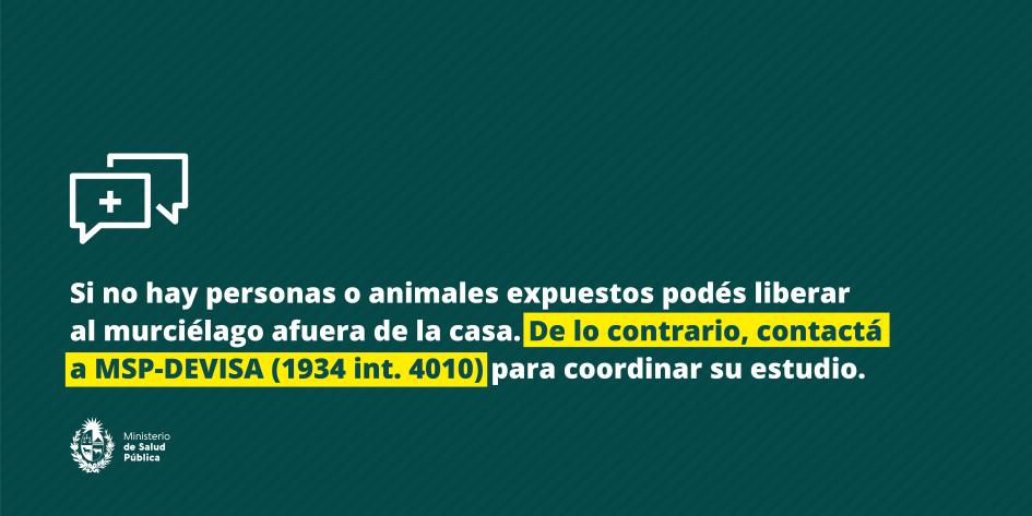 Si no hay personas o animales expuestos podés liberar al murciélago afuera de la casa. 