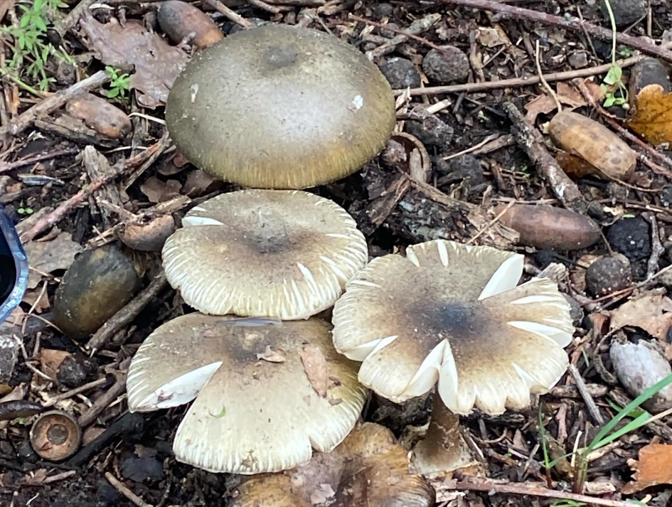 Hongos Amanita phalloides: tienen sombrero y pie. Tiene volva, un saco membranoso en la base