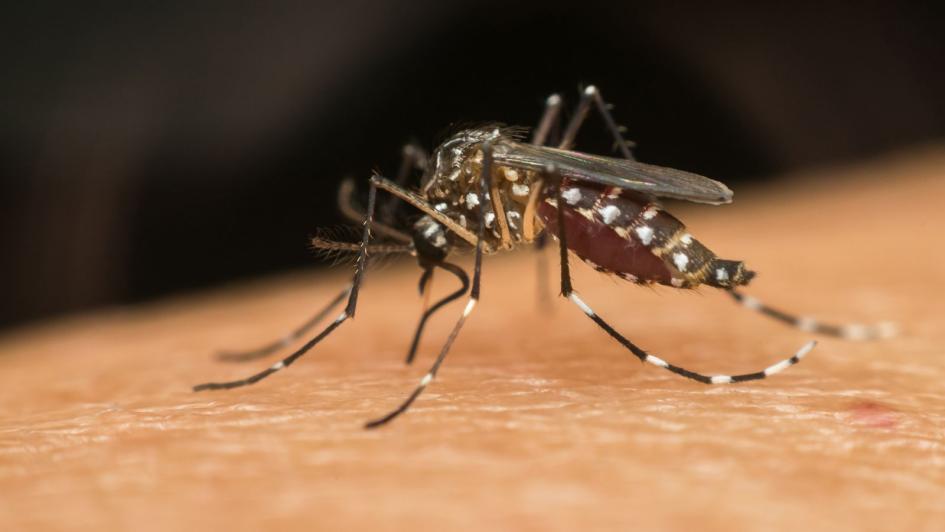 Aedes aegypti Mosquito Aedes aegypti