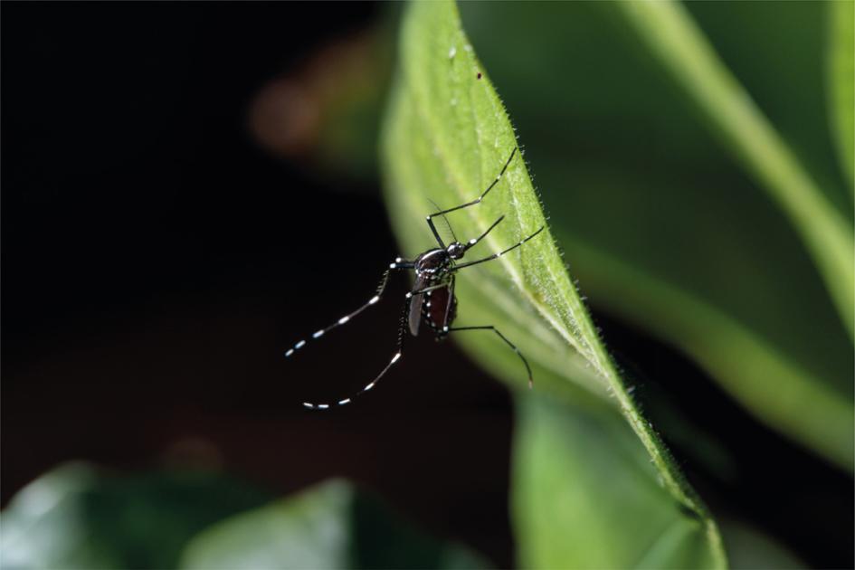 Día Internacional contra el Dengue Mosquito Aedes aegypti sobre hoja