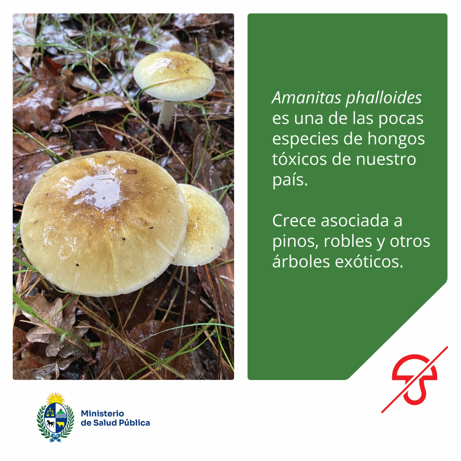 Es una especie de hongo tóxico que crece asociada a pinos, robles y otros árboles exóticos