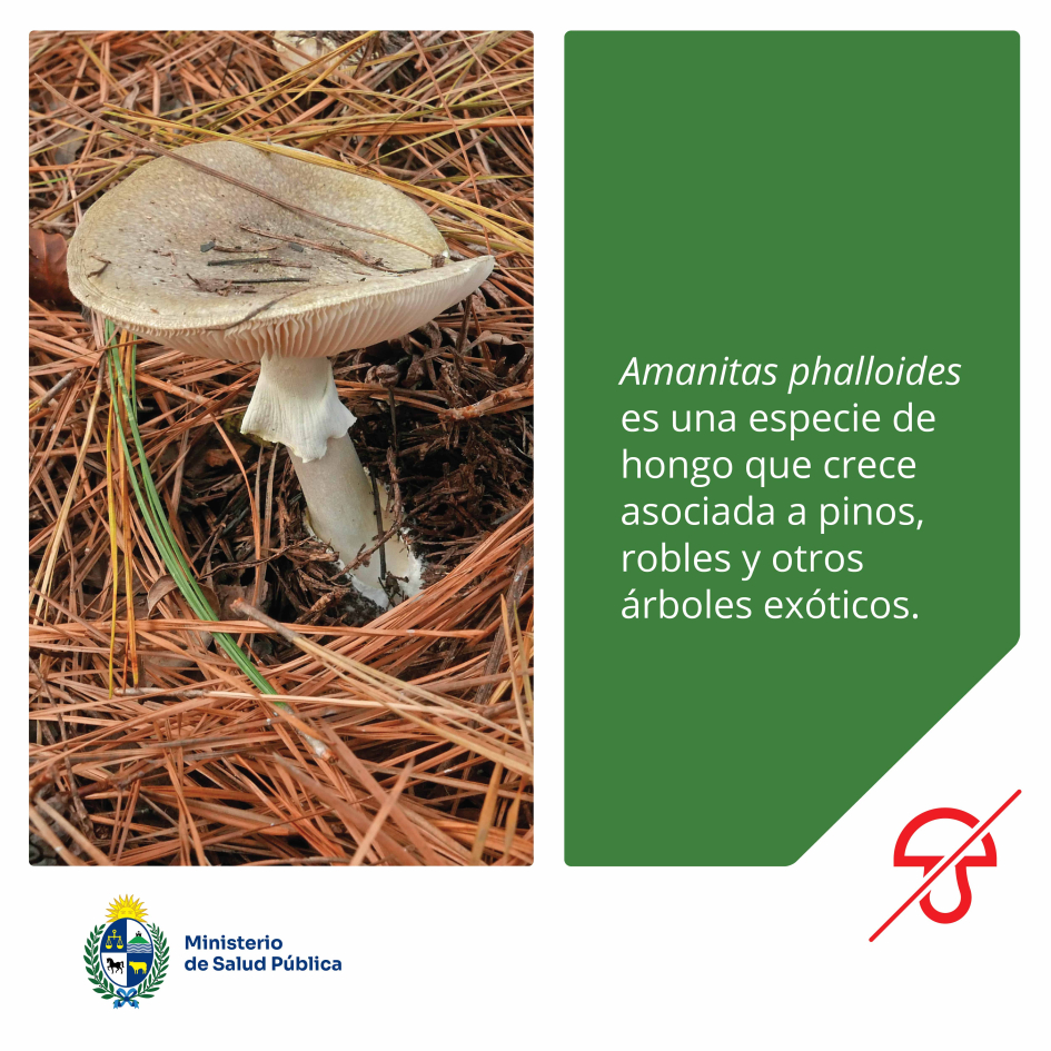 Es una especie de hongo que crece asociada a pinos, robles y otros árboles exóticos