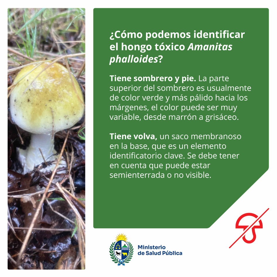 Tiene sombrero y pie. Tiene volva, un saco membranoso en la base, que es un elemento identificatorio