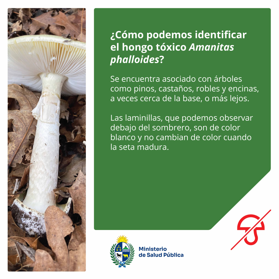 Las laminillas, que podemos observar debajo del sombrero, son de color blanco, aún cuando maduran.