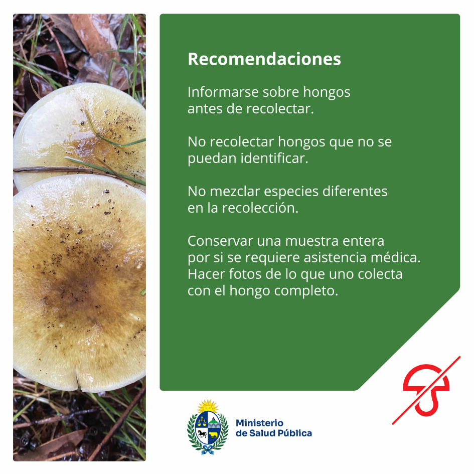 Informarse sobre hongos antes de recolectar. No recolectar hongos que no se puedan identificar.