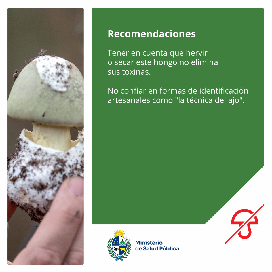 Hervir o secar el hongo no elimina sus toxinas. No usar "la técnica del ajo" para identificarlo.