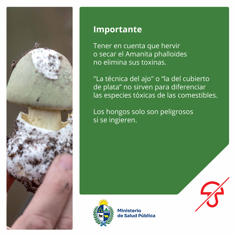 Hervir o secar el hongo no elimina sus toxinas. No usar "la técnica del ajo" para identificarlo.