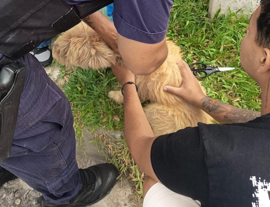 Dos personas sostienen un perro para colocarle un collar repelente