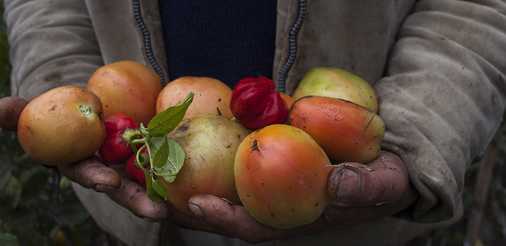 Imagen de manos sosteniendo fruta