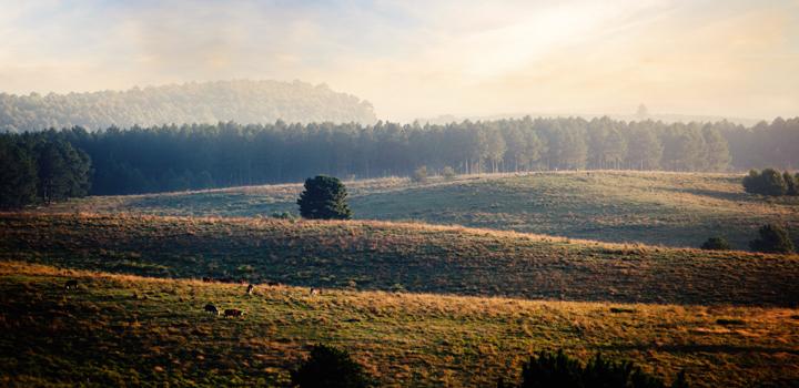 imagen campo imagen campo