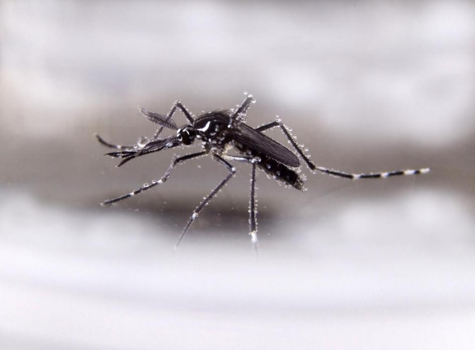 Foto: Aedes Aegypti