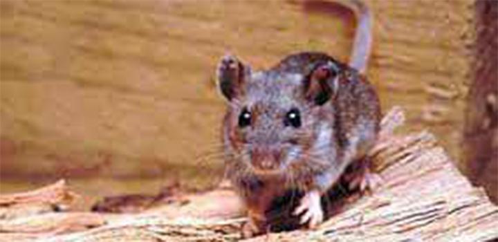 Imagen de ratón Imagen de ratón