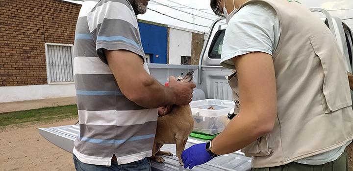 Imagen de personal del ministerio revisando a un perro Imagen de personal del ministerio revisando a un perro