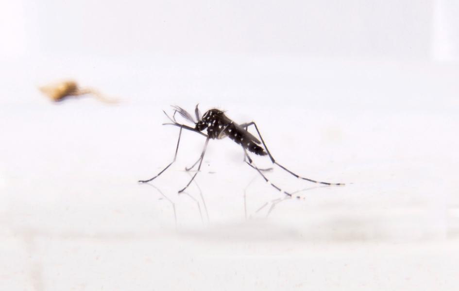 Aedes aegypti Aedes aegypti