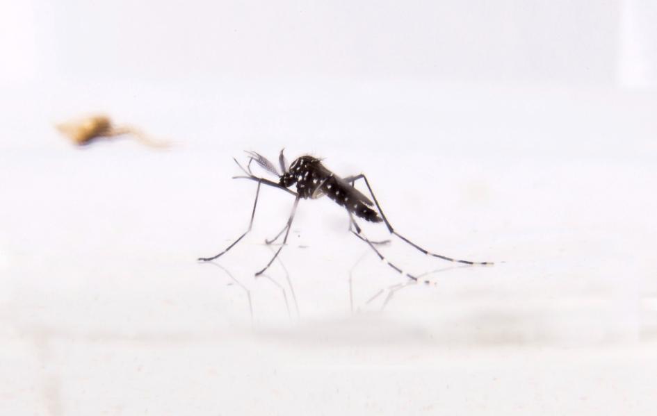 Aedes aegypti