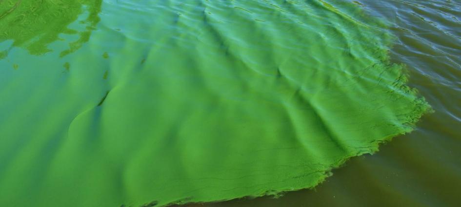 Recomendaciones ante la presencia de Cianobacterias en la costa