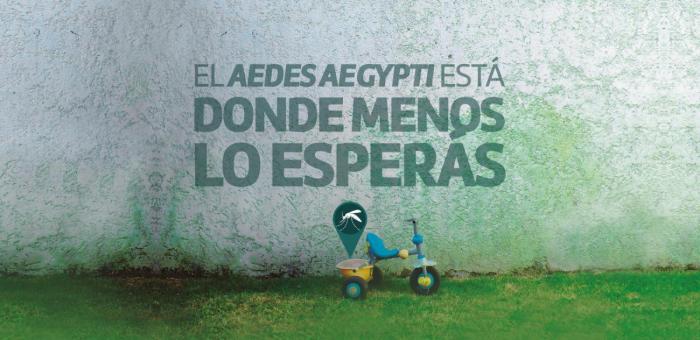 El Aedes Aegypti está donde menos lo esperás El Aedes Aegypti está donde menos lo esperás