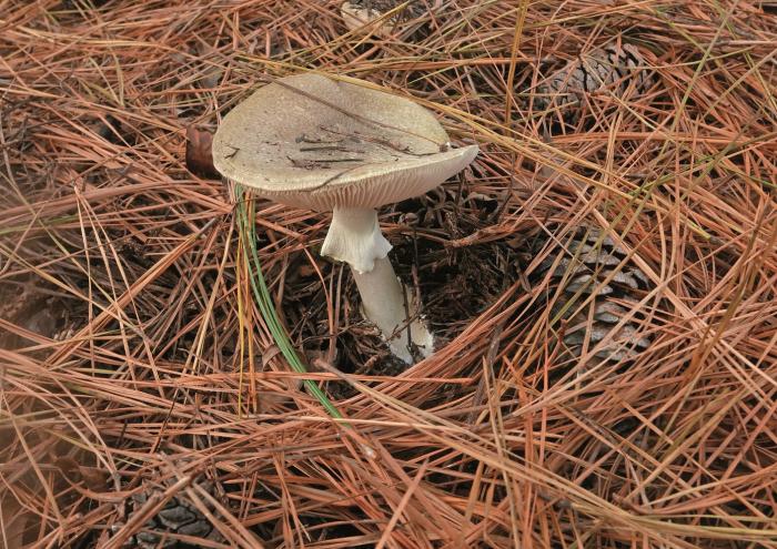 Hongo Amanita phalloides blanco con sombrero verde oliva sobre suelo boscoso