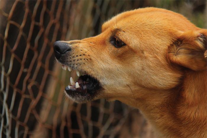 Perro con rabia