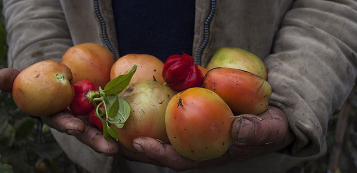 Imagen de manos sosteniendo fruta