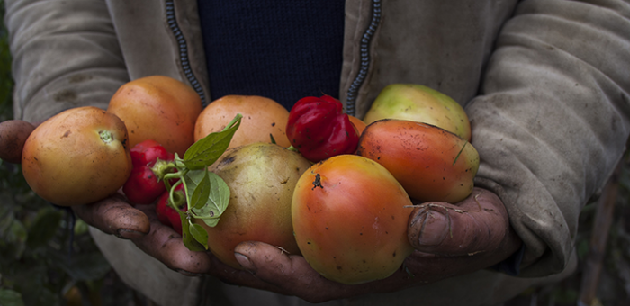 Imagen de manos sosteniendo fruta Imagen de manos sosteniendo fruta