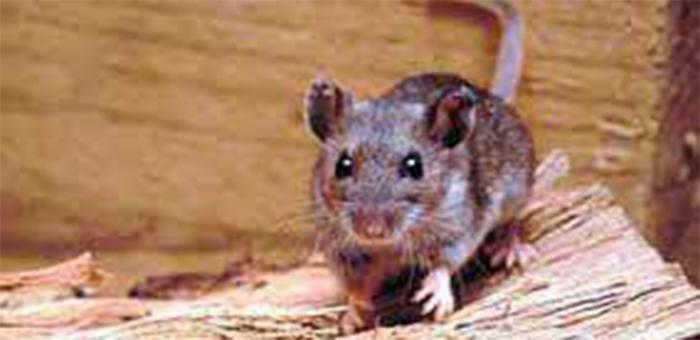 Imagen de ratón Imagen de ratón