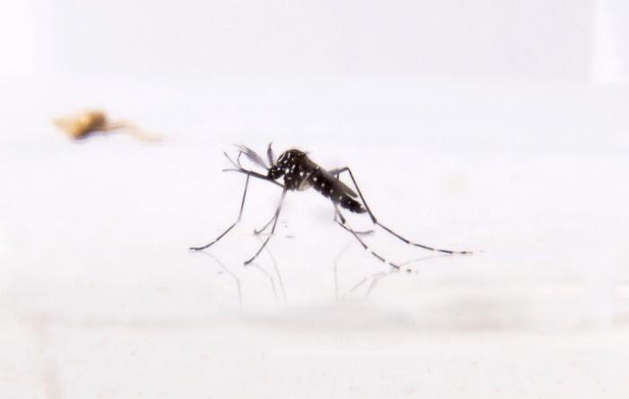 Aedes aegypti Aedes aegypti