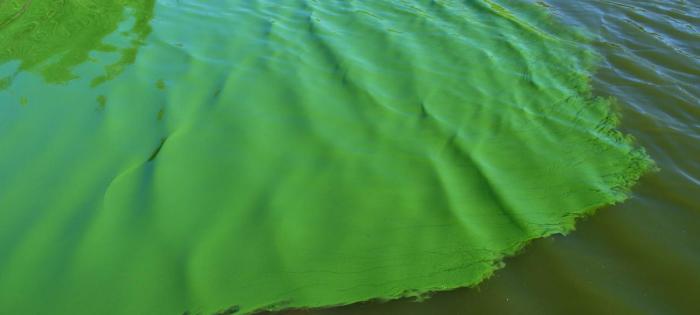 Recomendaciones ante la presencia de Cianobacterias en la costa Recomendaciones ante la presencia de Cianobacterias en la costa