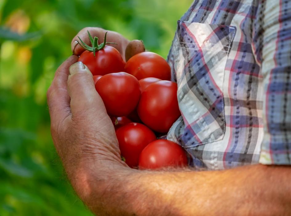 Hombre recogiendo tomates
