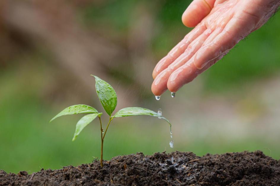 planta creciendo y mano regando la planta planta creciendo y mano regando la planta