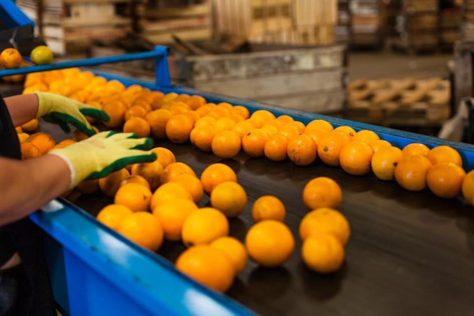 Día del Trabajador del Packing y Plantas de Jugos Persona trabajando con cítricos