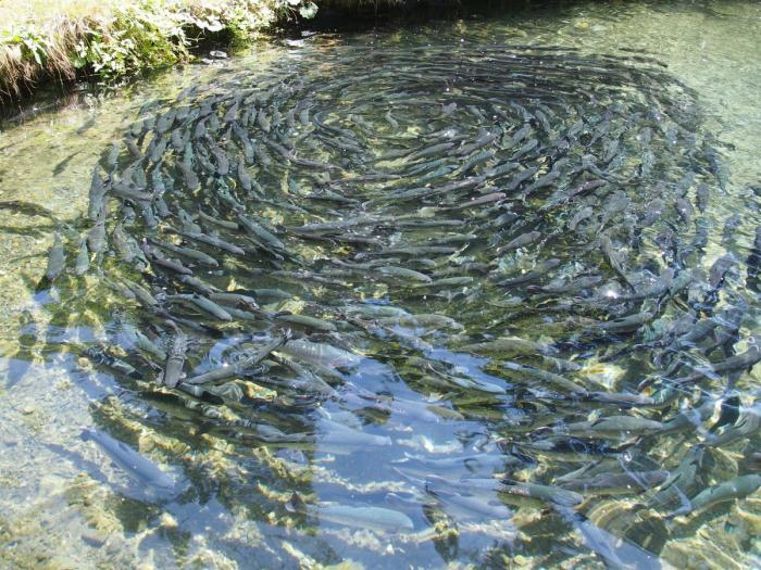 granja de peces