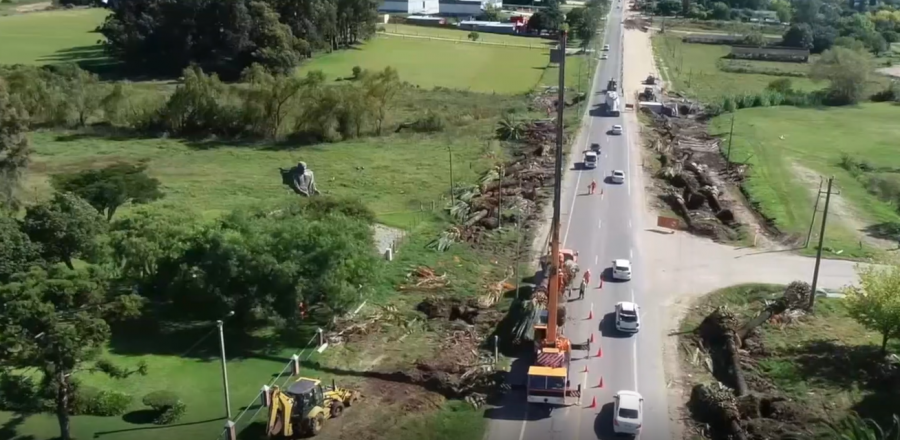 Transplante de palmeras en ruta