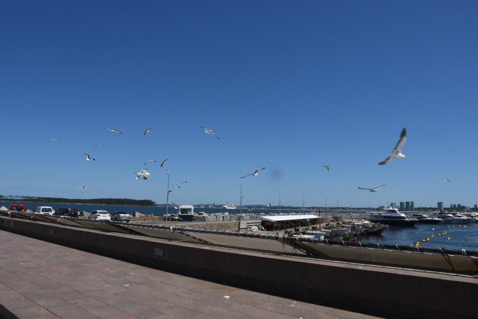 Puerto de Punta del Este Puerto de Punta del Este