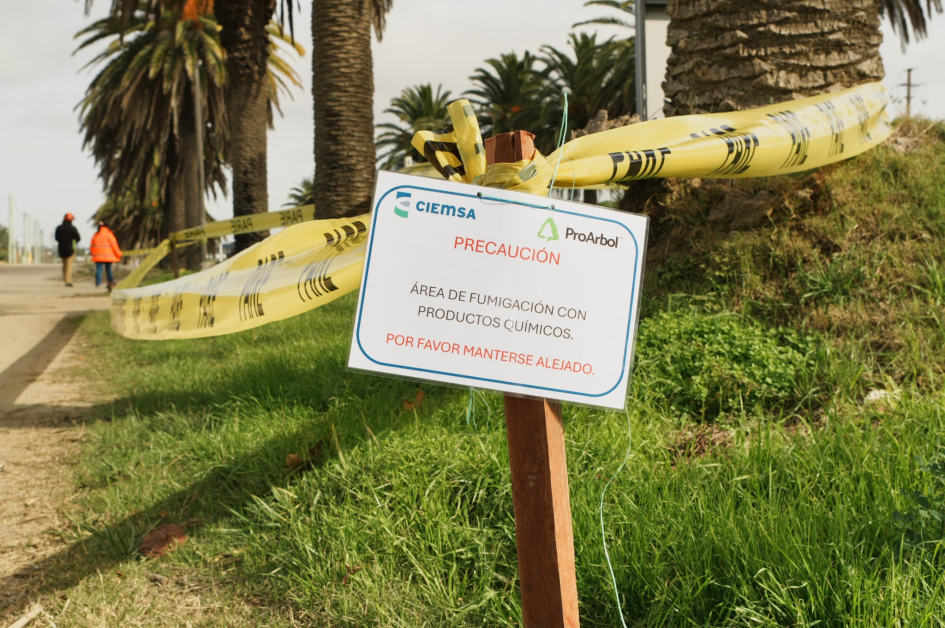 Vialidad implementa tratamientos contra el picudo rojo en Ruta 1